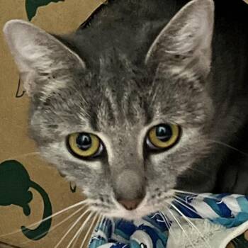 Chloe -  Domestic Short Hair Cat for Adoption in Baltimore, Maryland - Chloe | PetCurious
