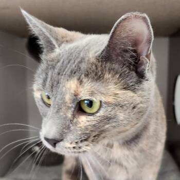 Domestic Short Hair Cats Available for Adoption in Park City, Utah - Sun Catcher | PetCurious