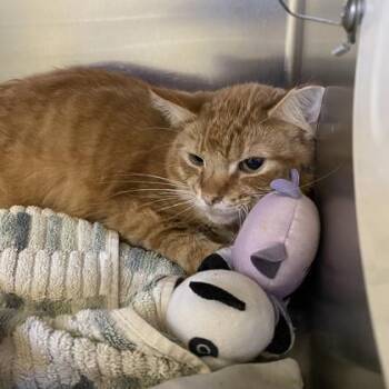 Stock Pot -  Domestic Medium Hair Cat for Adoption in Richmond, Virginia - Stock Pot | PetCurious