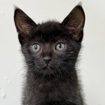Domestic Short Hair Cats Available for Adoption in Redwood Valley, California - Thyme | PetCurious