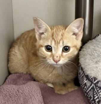 CRUSH -  Domestic Medium Hair Cat for Adoption in Kalamazoo, Michigan - CRUSH | PetCurious