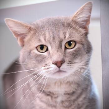 Domestic Short Hair Cats Available for Adoption in Amsterdam, New York - Oatmeal | PetCurious