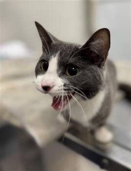 Domestic Short Hair Cats Available for Adoption - CLOVER | PetCurious