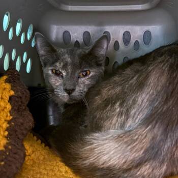 Domestic Short Hair Cats Available for Adoption in Fairport, New York - Hellen | PetCurious