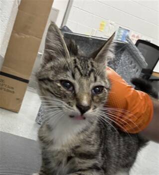 HIKOZA -  Domestic Short Hair Cat for Adoption in Indianapolis, Indiana - HIKOZA | PetCurious