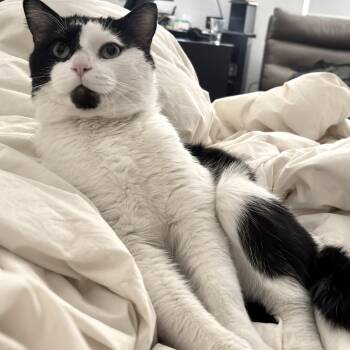 Domestic Short Hair Cats Available for Adoption in Vaughan, Ontario - Marshall | PetCurious