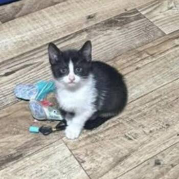 Rescue Tuxedo Cats for Adoption in Wanaque, New Jersey - Rosita | PetCurious