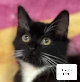 Priscila -  Domestic Long Hair Cat for Adoption in Morganton, North Carolina - Priscila | PetCurious
