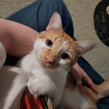 Rescue Domestic Short Hair Cats for Adoption in Lyle, Minnesota - Reggie | PetCurious