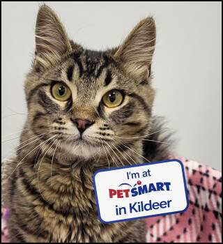 Domestic Medium Hair Cats Available for Adoption in Grayslake, Illinois - Murphy | PetCurious