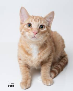 Rescue Domestic Short Hair Cats for Adoption in Boone, Iowa - Fred | PetCurious