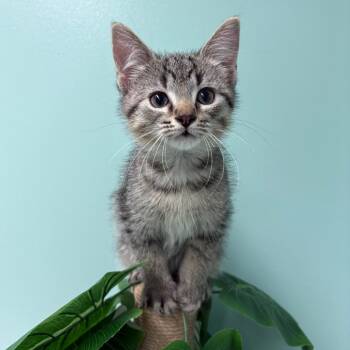 Buster -  Domestic Short Hair Cat for Adoption in Clavet, Saskatchewan - Buster | PetCurious