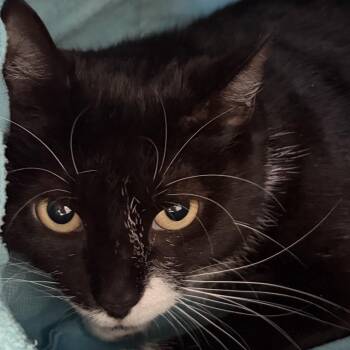 Labby -  Domestic Short Hair Cat for Adoption in New York, New York - Labby | PetCurious