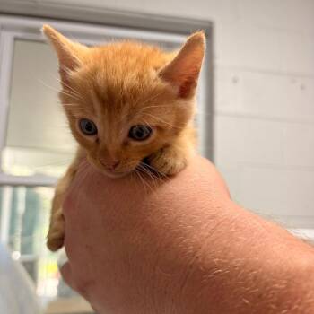 Butterscotch -  Domestic Short Hair Cat for Adoption in Franklin, North Carolina - Butterscotch | PetCurious
