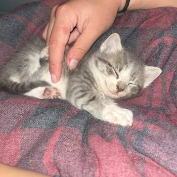 Rescue Domestic Short Hair Cats for Adoption in Raleigh, North Carolina - Apollo | PetCurious