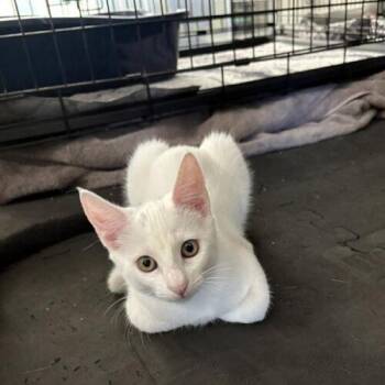 Jellybean -  Domestic Short Hair Cat for Adoption in Tampa, Florida - Jellybean | PetCurious