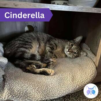 Rescue Domestic Short Hair Cats for Adoption in Penfield, New York - Cinderella | PetCurious