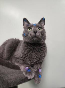 Rocky -  Domestic Short Hair Cat for Adoption in Batavia, Ohio - Rocky | PetCurious
