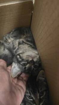Potato -  Domestic Short Hair Cat Available for Adoption in Wichita, Kansas - Potato | PetCurious
