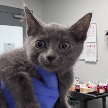 Ron -  Domestic Short Hair Cat for Adoption in Greenville, South Carolina - Ron | PetCurious