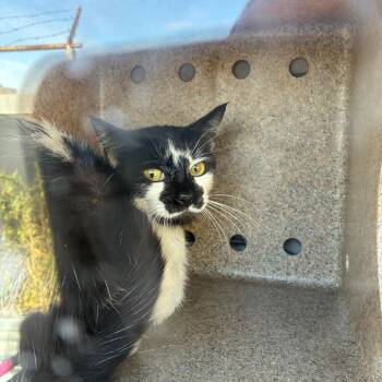 Mister -  Domestic Short Hair Cat for Adoption in Philadelphia, Pennsylvania - Mister | PetCurious