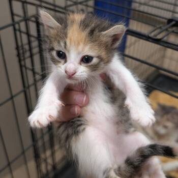 Domestic Short Hair Cats Available for Adoption in Buchanan Dam, Texas - Swan | PetCurious