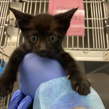 Domestic Short Hair Cats Available for Adoption in Los Angeles, California - Jellyfish | PetCurious