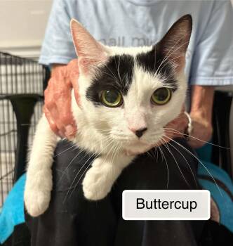 Buttercup -  Domestic Short Hair Cat for Adoption in Ellicott City, Maryland - Buttercup | PetCurious