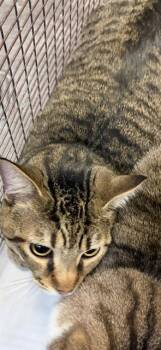 Domestic Short Hair Cats Available for Adoption in Doral, Florida - TOTORO | PetCurious