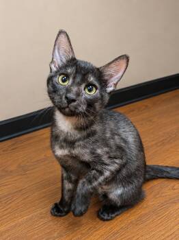 Rando -  Domestic Short Hair Cat for Adoption in O