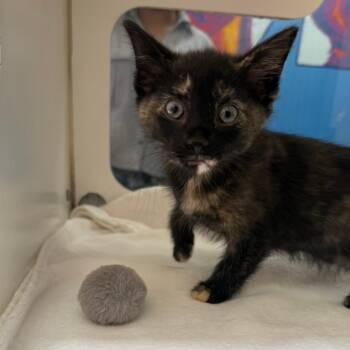 Domestic Medium Hair Cats Available for Adoption in Cheyenne, Wyoming - Wren | PetCurious