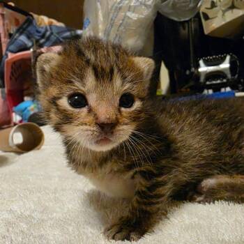 Bacon -  Domestic Short Hair Cat for Adoption in Columbia, Missouri - Bacon | PetCurious