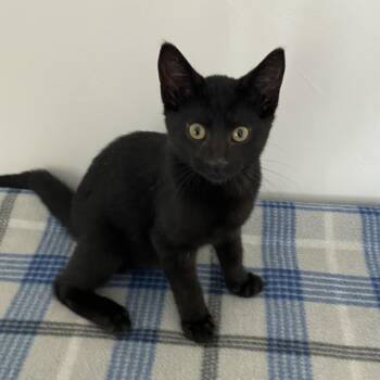 Ivan -  Domestic Short Hair Cat for Adoption in Green Bay, Wisconsin - Ivan | PetCurious