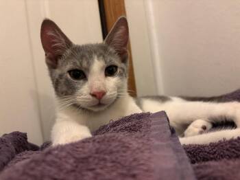 Jasper -  Domestic Short Hair Cat for Adoption in Plymouth, Michigan - Jasper | PetCurious