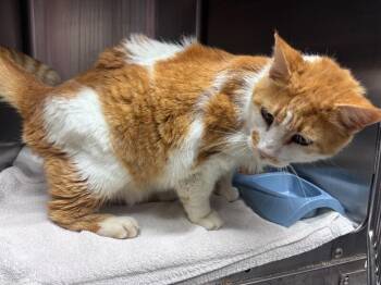 Domestic Medium Hair Cats Available for Adoption in Burgaw, North Carolina - Creamsicle | PetCurious