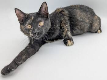 Bonnie -  Domestic Short Hair and Dilute Tortoiseshell Cat for Adoption in Powell, Ohio - Bonnie | PetCurious