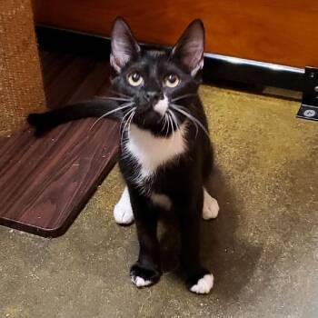Paul -  Domestic Short Hair Cat for Adoption in Hemet, California - Paul | PetCurious