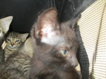 A384718 -  Domestic Short Hair Cat for Adoption in Ocala, Florida - A384718 | PetCurious