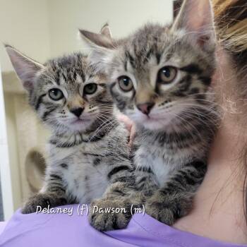 Tabby Cats Available for Adoption in Mazon, Illinois - Delaney | PetCurious