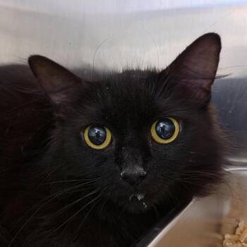 Ladybug -  Domestic Short Hair Cat for Adoption in Windsor, Virginia - Ladybug | PetCurious