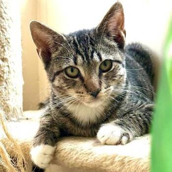 Rescue Tabby Cats for Adoption in New York, New York - Pewter | PetCurious