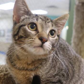 Jade -  Domestic Short Hair Cat for Adoption in Sioux City, Iowa - Jade | PetCurious