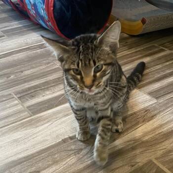 Scotty Stomps -  Domestic Short Hair Cat for Adoption in West Des Moines, Iowa - Scotty Stomps | PetCurious