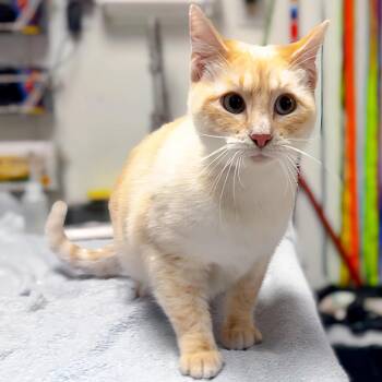 Siamese and Domestic Short Hair Cats Available for Adoption - Yoda | PetCurious