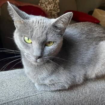 Rescue Domestic Short Hair Cats for Adoption in Mokena, Illinois - Sister | PetCurious