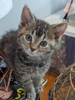 Charlie -  Domestic Short Hair Cat for Adoption in Port Republic, Maryland - Charlie | PetCurious