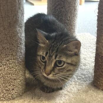 Harmony -  Domestic Short Hair Cat for Adoption in Sarasota, Florida - Harmony | PetCurious