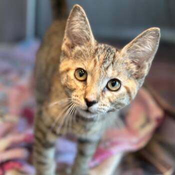 Pudding -  Domestic Short Hair Cat for Adoption in Matteson, Illinois - Pudding | PetCurious