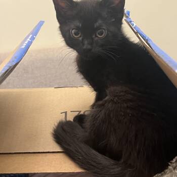 Rosie -  Domestic Short Hair Cat for Adoption in Wheeling, Illinois - Rosie | PetCurious