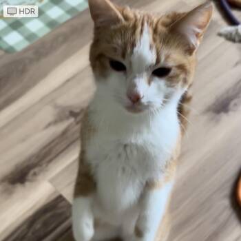 Domestic Short Hair Cats Available for Adoption - Buddy | PetCurious